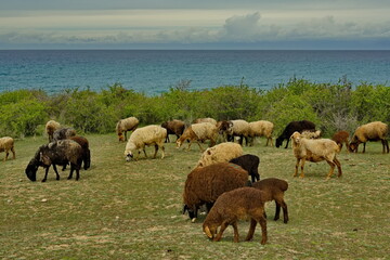 Northern Kyrgyzstan. A flock of purebred sheep graze among the bushes on the shore of Lake Issyk-Kul.