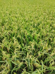 Fototapeta premium Rice paddy full of tall green stalks and yellowing grains – representing growth, harvest season, farming livelihoods, and traditional cultivation methods in tropical environments.