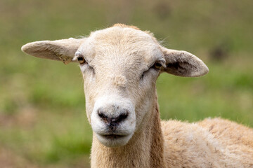 close up of a sheep