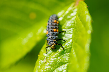 葉に止まるナナホシテントウの幼虫
