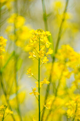 春の光を浴びる菜の花