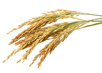 ear of rice isolated on white background PNG. GENERATIVE AI