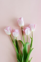 Pink tulip flowers bouquet on pink background . Floral card. Botanical fine art poster. Flowers background