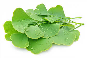 Freshly picked green ginkgo biloba leaves showing vibrant detail and texture, with water droplets for a refreshing and natural display. Suitable for themes of health, herbal remedies, and nature.