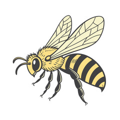 A Bee Vector art illustration