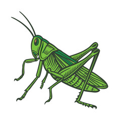 A Grasshopper Vector art illustration