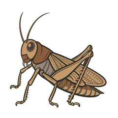 A brown color Grasshopper Vector art illustration