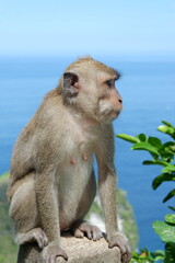 A Thoughtful Macaque Monkey Perched on a Rock Against a Stunning Coastal Background