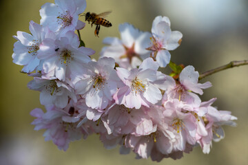 Obraz premium Cherry blossoms with pink flowers: Early bloomers in focus.