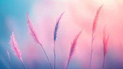 Fototapeta premium Delicate pink grass stalks against a soft background of pastel colors