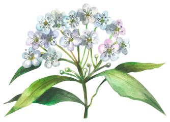 Lemon myrtle. Australian native plant. Watercolor hand drawing painted illustration.