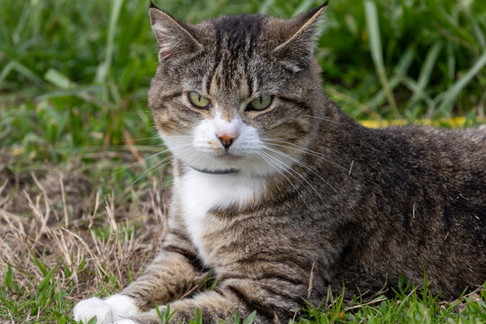 cat on grass