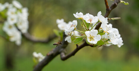 Close-up photo of blossoming tree branches and honey bees in spring