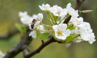 Close-up photo of blossoming tree branches and honey bees in spring