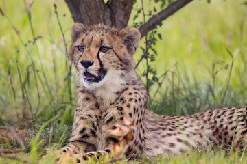 Cheetah cub close up portrait