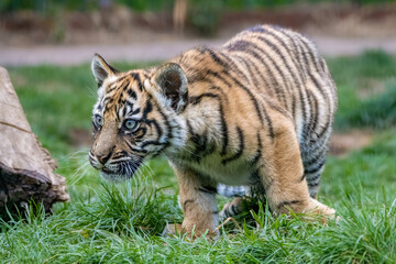 Sumatran tiger cub close up