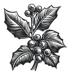Detailed Woodcut of Holly Branch with Berries and Leaves