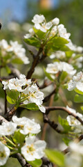 Close-up photo of blossoming tree branches and honey bees in spring