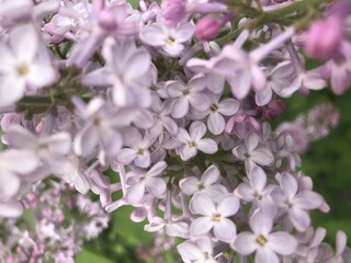 Close-up of delicate pink lilac flowers in full bloom during springtime. Floral background.