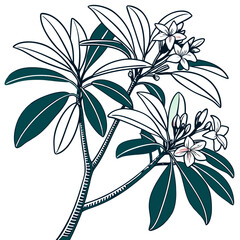  Stylish Daphne Plant Houseplant Illustration