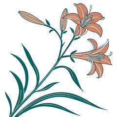  Bold Outline Daylily Houseplant Illustration