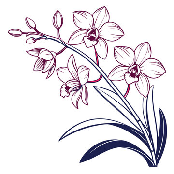  Bold Outline Dendrobium Orchid Houseplant