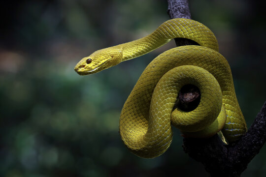 Yellow White-lipped Pit Viper (Trimeresurus insularis), close-up yellow viper snake