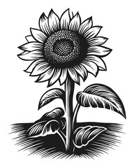Fototapeta premium Detailed Woodcut Illustration of a Sunflower Plant in Black and White