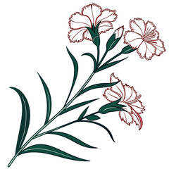  Stunning Dianthus Caryophyllus Outline Illustration