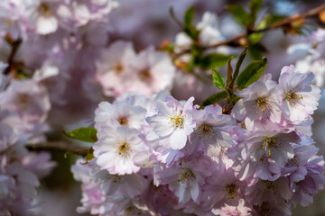 Close-up of a Japanese cherry blossom in full bloom in spring