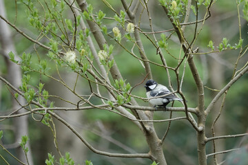A Great Tit (Parus major) on a spring morning