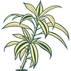  Stylish Dracaena Gold Star Plant Illustration