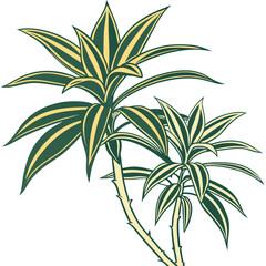  Elegant Dracaena Gold Star Plant Design