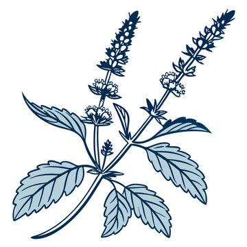 blue basil plant drawing on white clip art preview