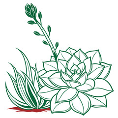  Elegant Echeveria Elegans Plant Design