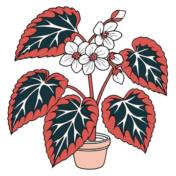 begonia plant in pot, red leaves, white flowers clip art preview