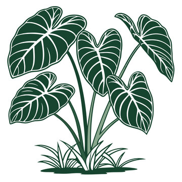  Stylish Elephant Ears Plant Illustration