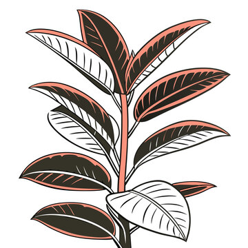 Rubber Plant clip art preview