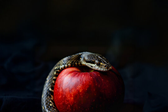 Serpent enroul&eacute; autour d&rsquo;une pomme rouge sur fond sombre, symbolisme du p&eacute;ch&eacute; originel dans la Gen&egrave;se, tentation au jardin d&rsquo;&Eacute;den, repr&eacute;sentation religieuse et morale
