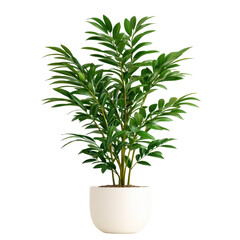 Bright green indoor potted plant with lush foliage in modern minimalist white ceramic pot for home decor and air purification on transparent background