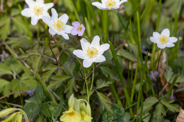 Obraz premium White Wood anemone flower in spring in the beautiful nature