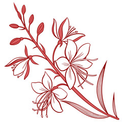  Gaura Plant Bold Outline Illustration