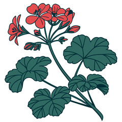  Stylish Geranium Houseplant Illustration