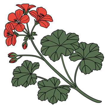 red geranium flowers and green leaves clip art preview