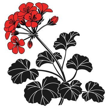 red geranium flowers black leaves clip art preview
