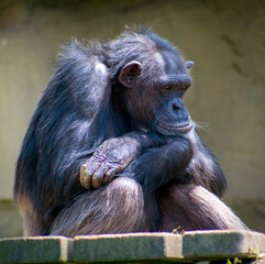 Schimpanse denkt über sein Leben nach