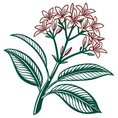  Charming Ginger Plant Art for Home Aesthetics