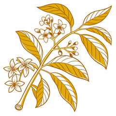  Charming Golden Duranta Design for Decor