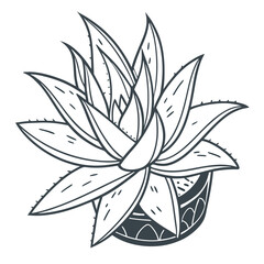  Distinctive Graptopetalum Design for Modern Interiors