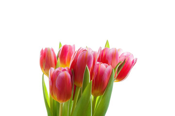 Bouquet of pink tulips isolated on transparent background
